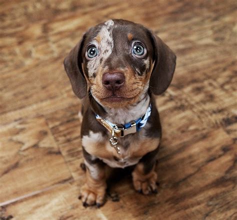 mini dachshund puppies in michigan